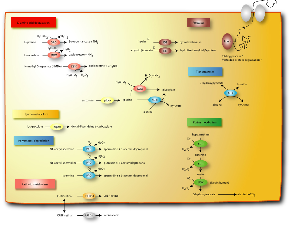 Aminoacid-protein-degradation-purine-and-retinoid-metabolism.jpg