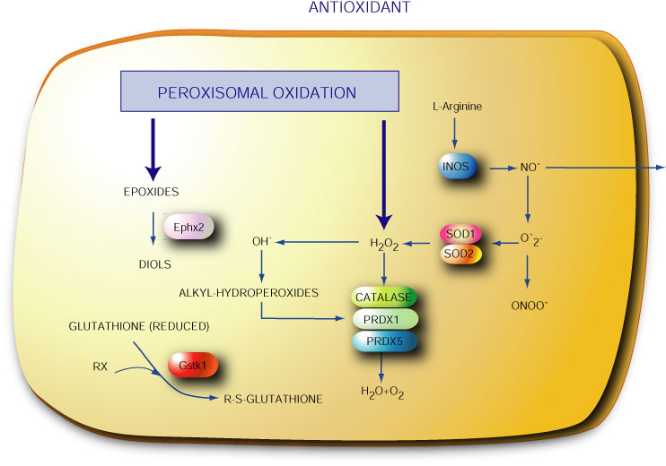 Antioxidant.jpg