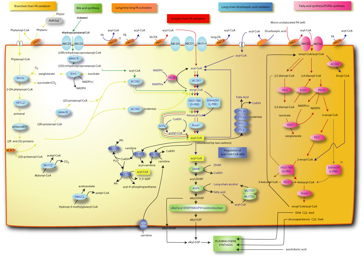 Lipid-metabolism.jpg